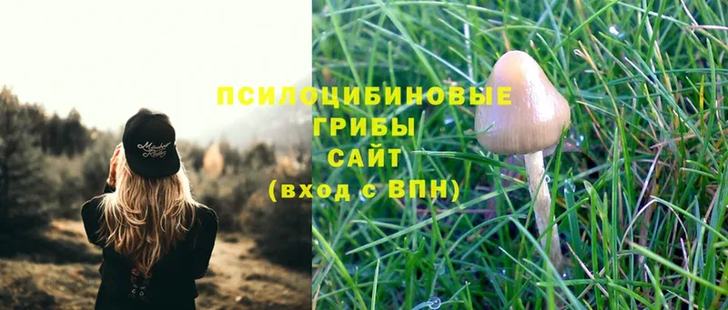 Псилоцибиновые грибы Psilocybe  Благодарный 